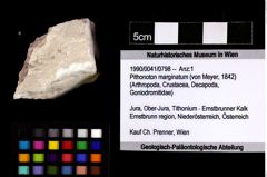 Foto (Objket + Etiketten) von Pithonoton marginatum (von Meyer, 1842) 